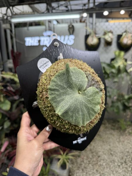 P. superbum dwarf侏儒巨大 