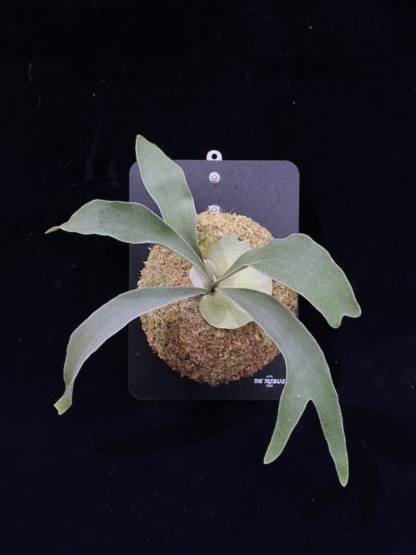 P. veitchii "Auburn River" sporeling 