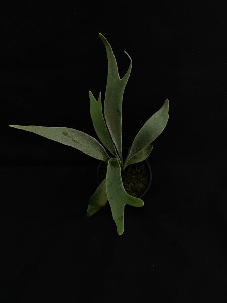 P. veitchii "Auburn River " Sporeling  奧本河銀鹿鹿角蕨孢子苗 