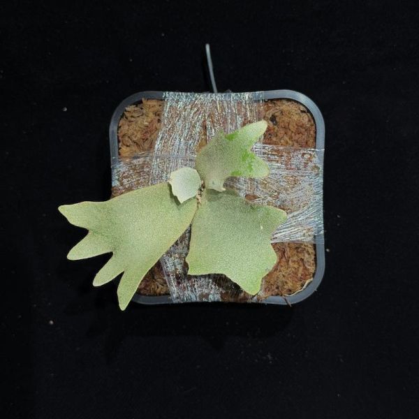 P. willinckii " OMG " 