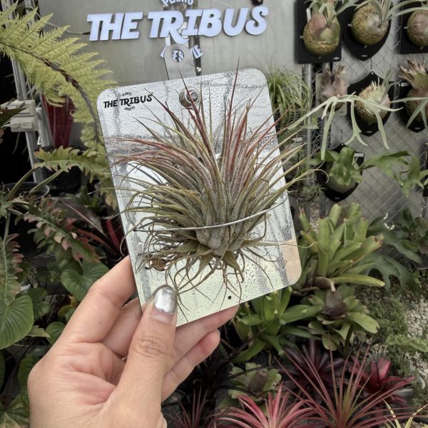 Mini CyberBoard xT. ionantha 