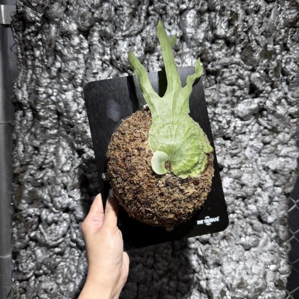 P. wandae var. dwarf & curling 侏儒捲葉女王 