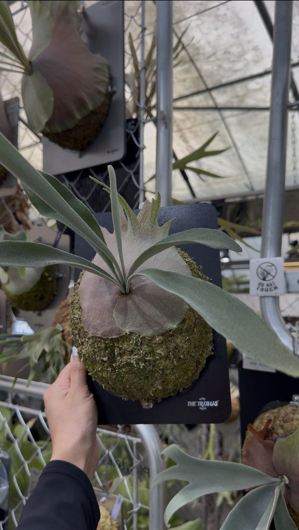 P. veitchii "Auburn River " Sporeling  奧本河銀鹿鹿角蕨孢子苗 