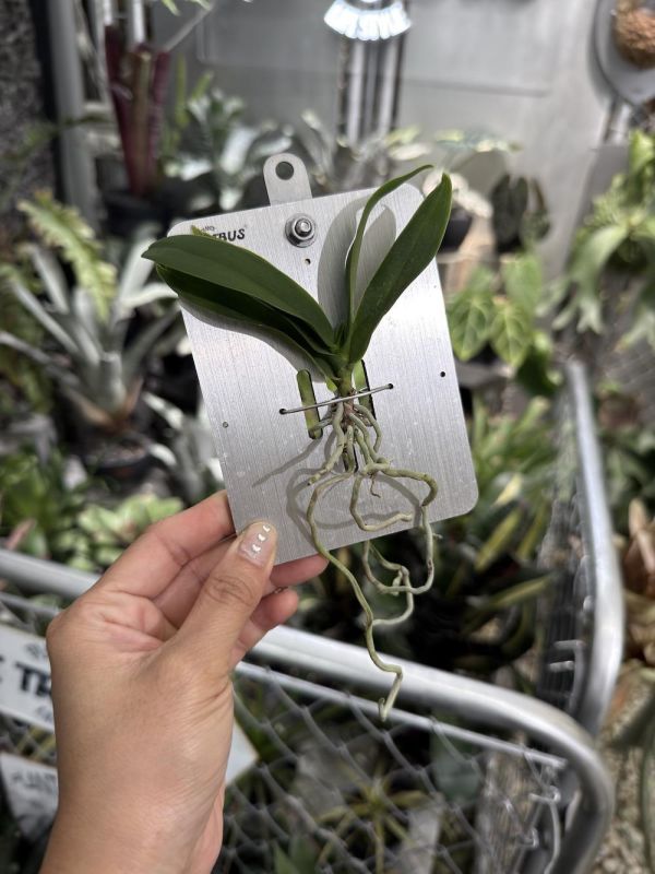 Saccolabiopsis pusilla 迷你囊唇蘭 
