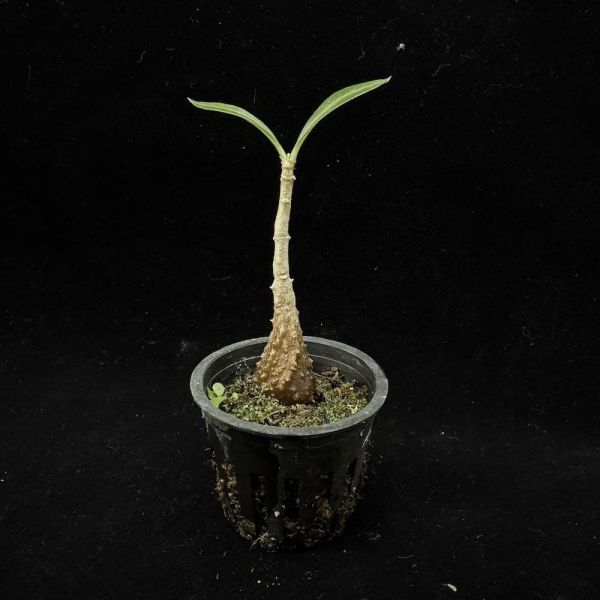 Myrmecodia spp. from Thailand 