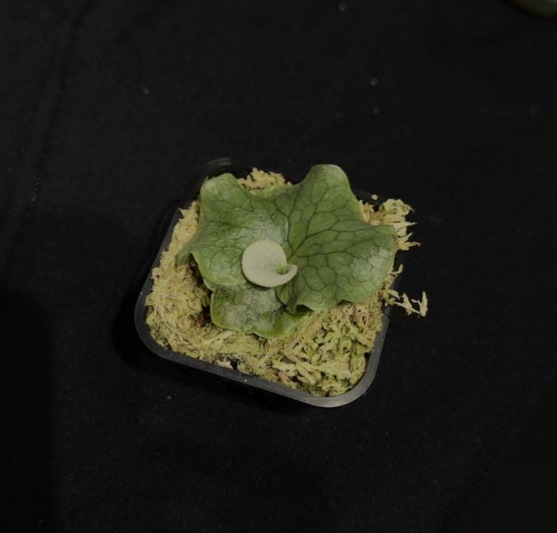 Nature Re-Engineered Set 植物組合 