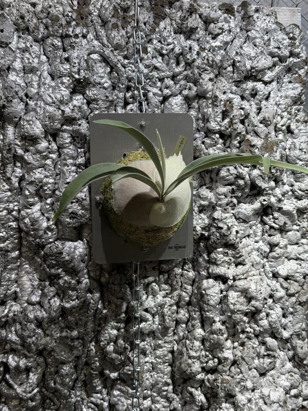 P. veitchii "Auburn River " Sporeling  奧本河銀鹿鹿角蕨孢子苗 