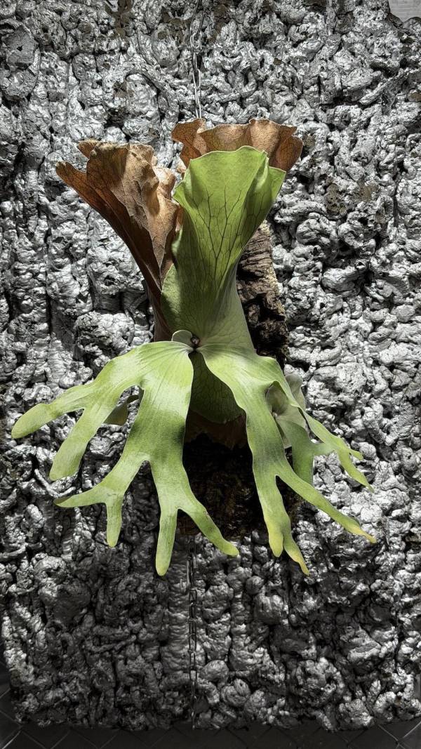 P. andinum x quadridichotomum 
