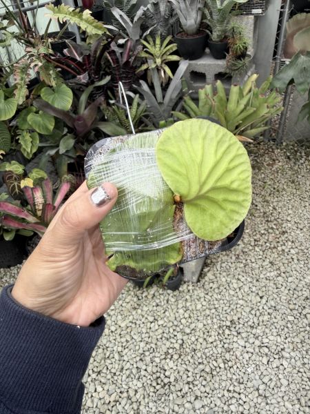 P. ridleyi "Pakarang" Sporeling 