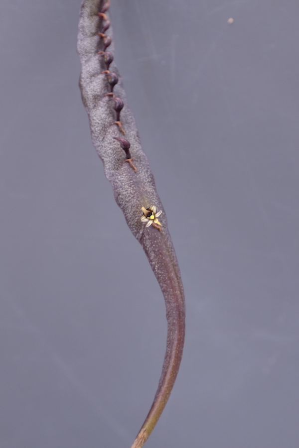 Bulbophyllum falcatum 小響尾蛇豆蘭 