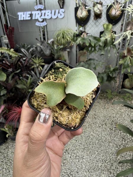 銀華鹿角蕨孢子苗 P. Ginka Sporeling 