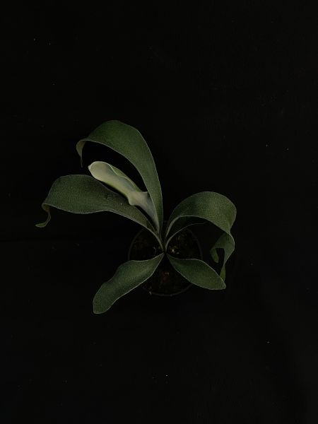 P. veitchii "Auburn River " Sporeling  奧本河銀鹿鹿角蕨孢子苗 