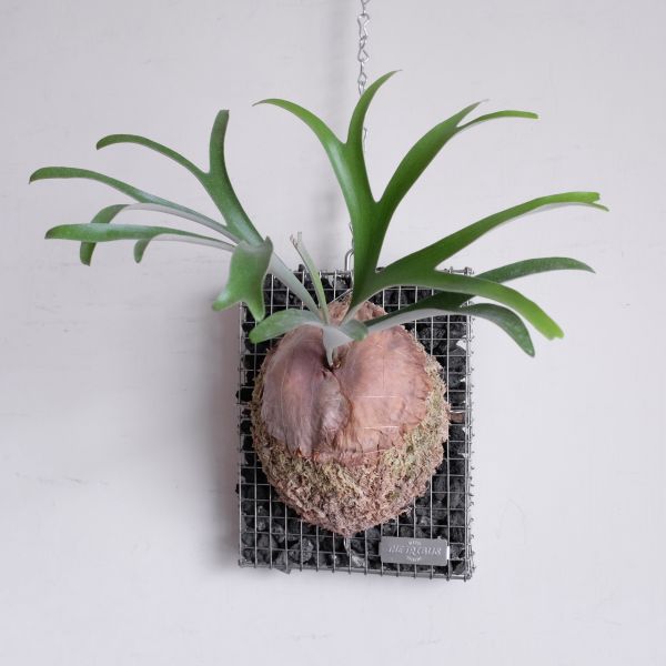 Platycerium alcicorne "madagascar" 馬達加斯加圓盾鹿角蕨 