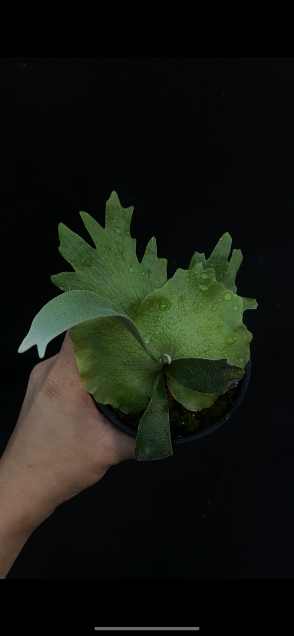 P. willinckii Foythong  sporeling  selection 
