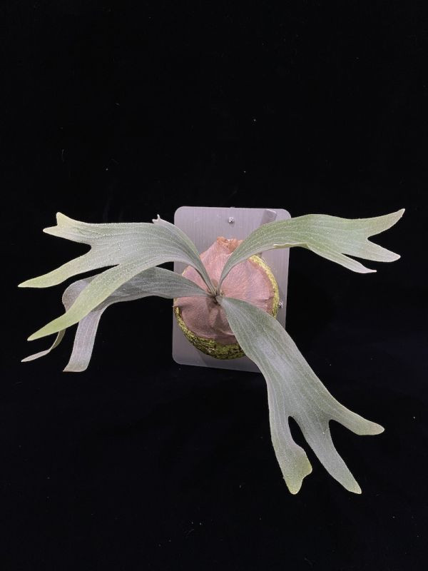 P. Bifur sp White sporleing 