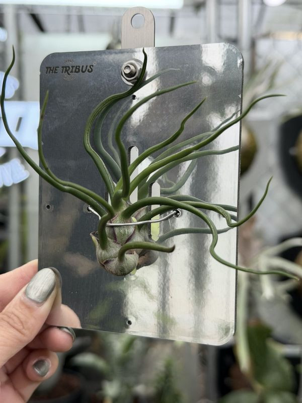 Mini CyberBoard x 小章魚空氣鳳梨 