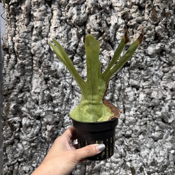 P. Wandae High Finger Sporeling 高冠女王 