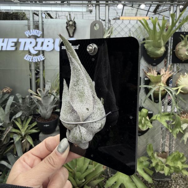 Mini CyberBoard x犀牛角空氣鳳梨 