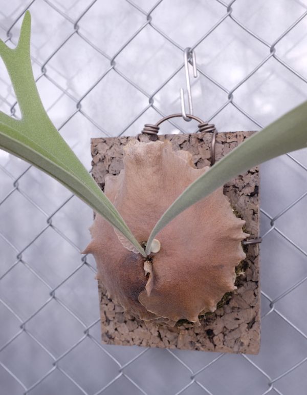 P.veitchii × P.alcicorne 