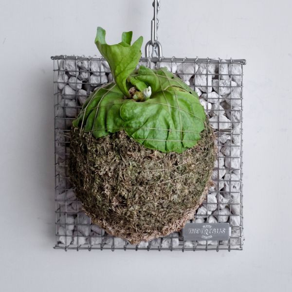 Gabion Board Square L 