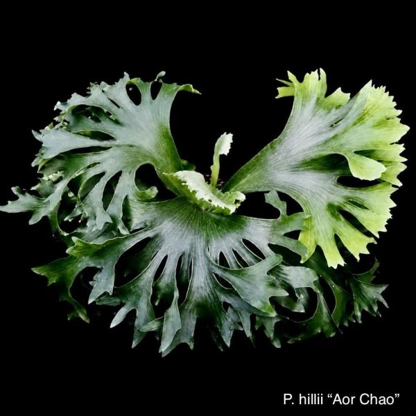 P. hillii Aor Chao Sporeling
