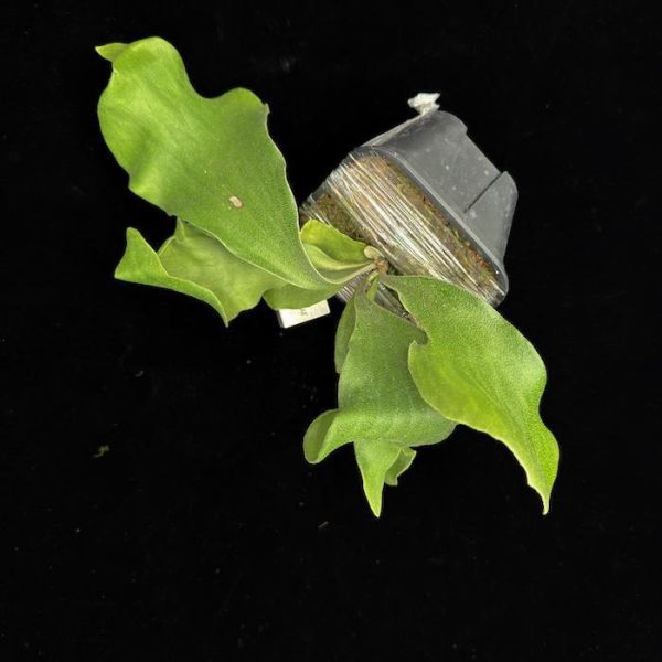 P. hillii "Shadow fold" 