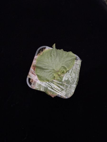 非洲猴腦 x 安地斯鹿角蕨 
