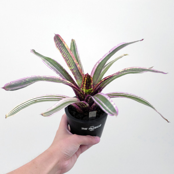 Neoregelia "Always Karen" 凱倫 