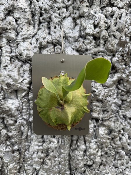 P. Rimklong sporeling 