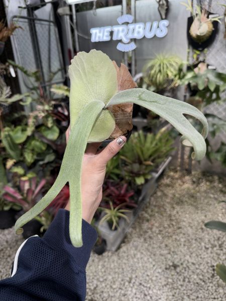 P. willinckii "Copper Will Sporeling" 