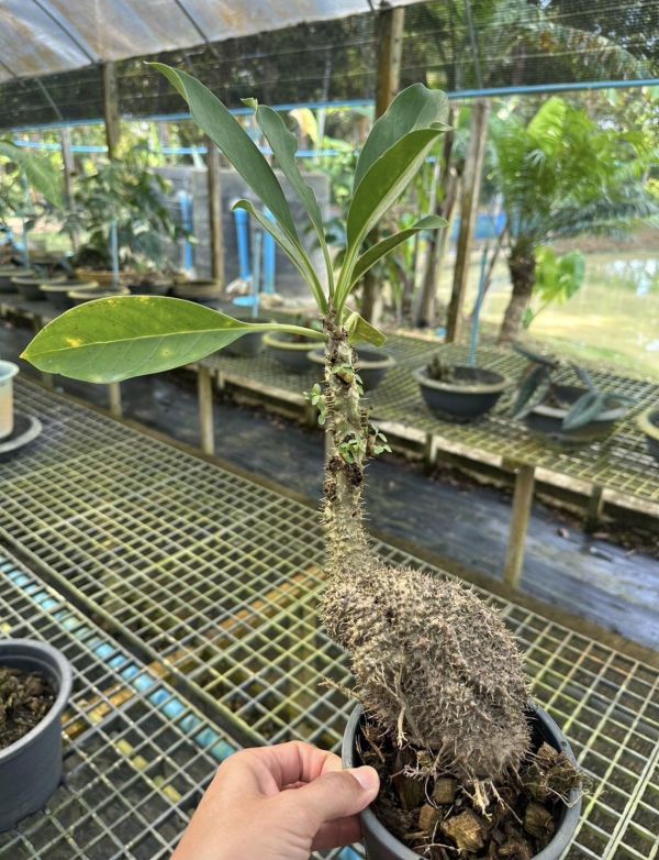 Myrmecodia spp. from Thailand 