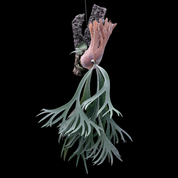 s*n様 P.Dwarf Tatsuta spore s*n様 P.Dwarf Tatsuta spore s*n様 P.Dwarf Tatsuta spore P