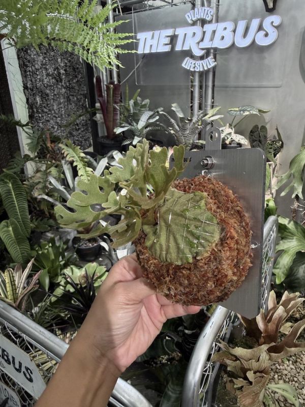 P. ridleyi silvery dwarf 