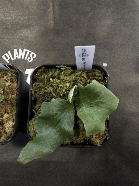 銀華,奧本河銀鹿鹿角蕨 混播苗 