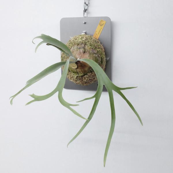 P. willinckii Foythong sporeling 