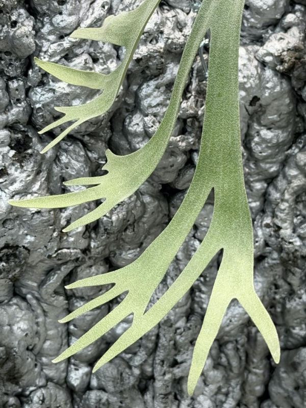 P. willinckii Cloud Series 