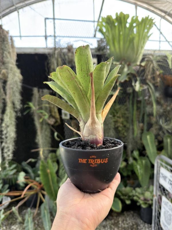 Neoregelia sp. 