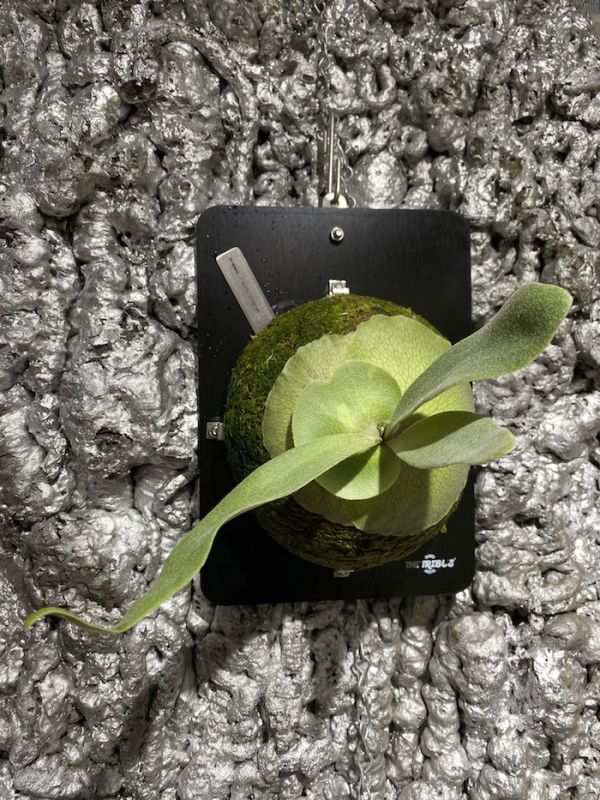 P. veitchii variegated 