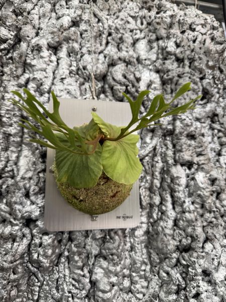 細葉亞洲猴腦孢子苗 P. ridleyi thin sporeling 