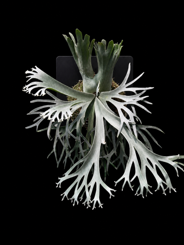 P. willinckii dwarf  " Murtlap " 
