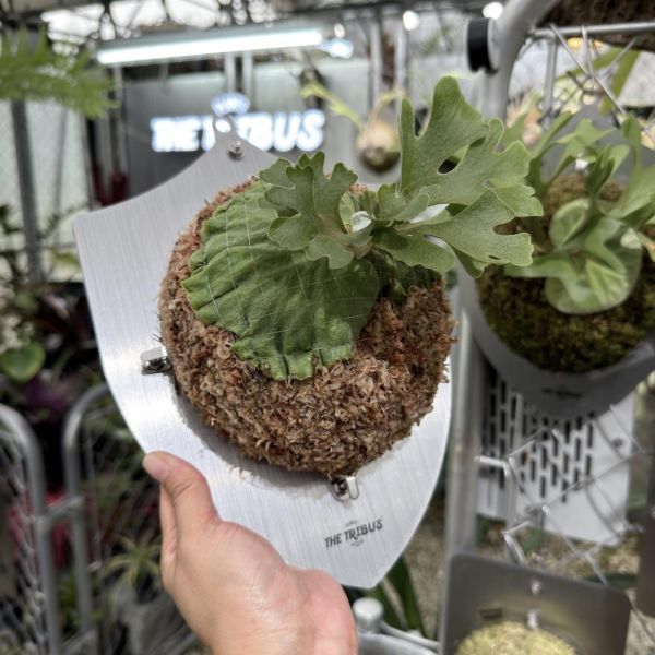P. ridleyi silvery dwarf 