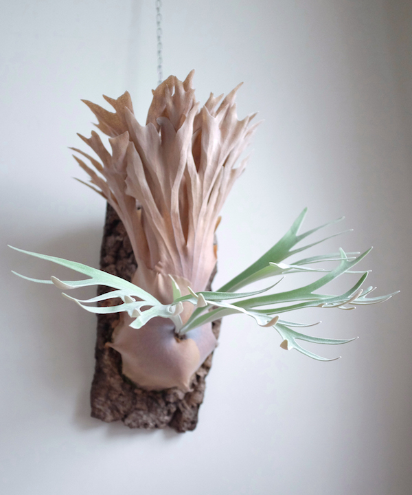Platycerium Dawaut 