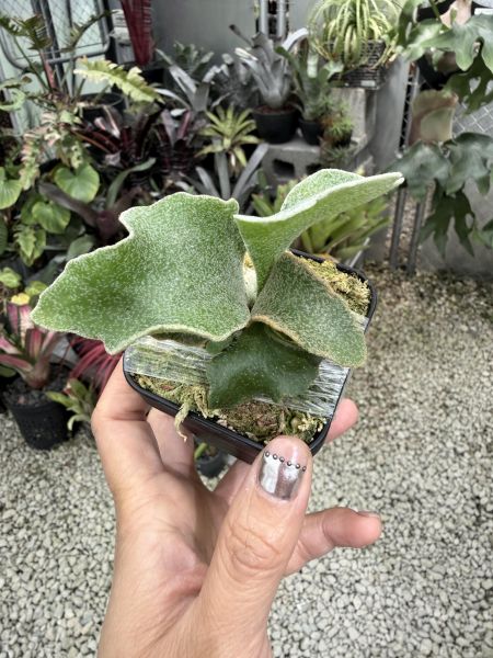 P.  Ginka, P.veitchii “Auburn River” Mix 