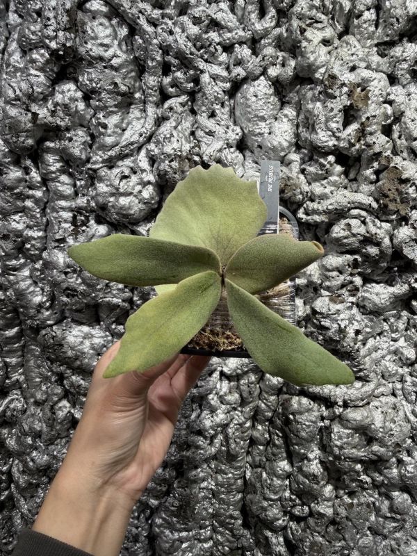 P.willinckii "Zero" 零 