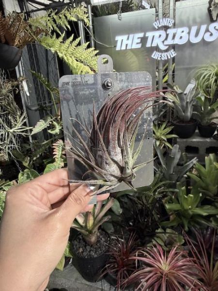 小精靈x犀牛角空氣鳳梨 