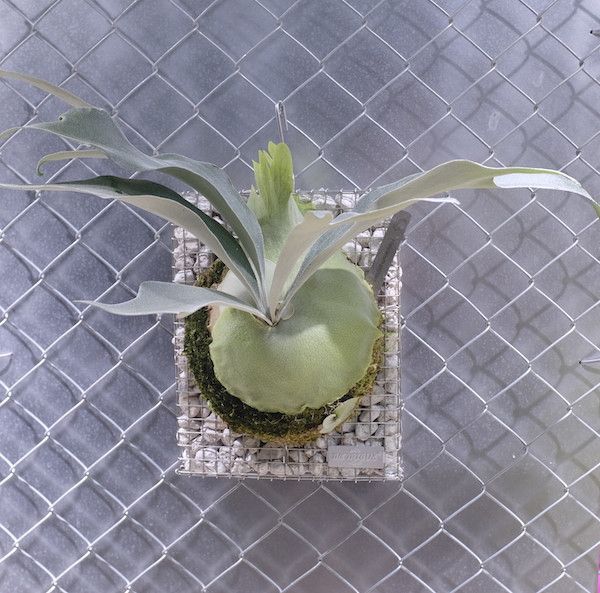 P. pegasus 飛馬鹿角蕨 