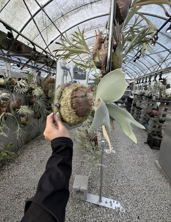 P. willinckii "Copper Will Sporeling" 