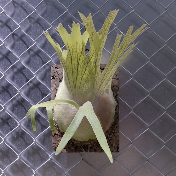 P willinckii 