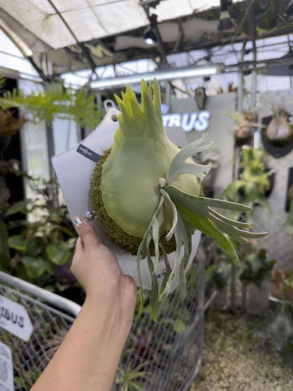 P. willinckii " JadeGirl " 
