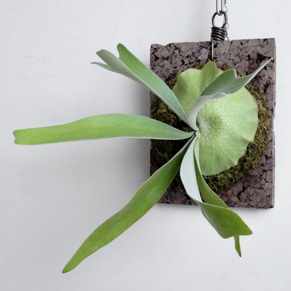 P.veitchii × P.alcicorne 